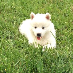 Meet your Posher, Frances